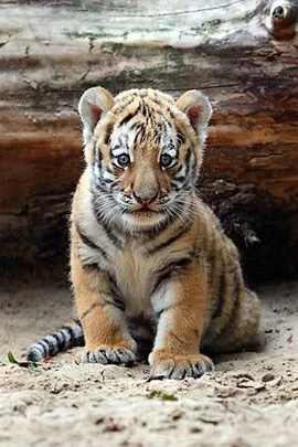 Cute Baby Animal Pictures on In The Concrete Jungle  We Have Collected The Following Cute Animals