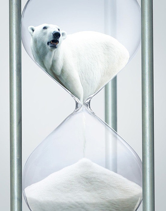 Polar Bear Campaign