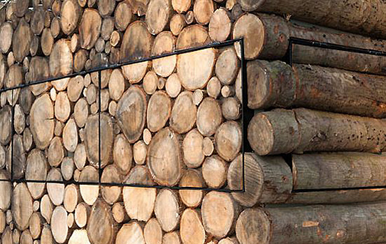 Tree Trunk
