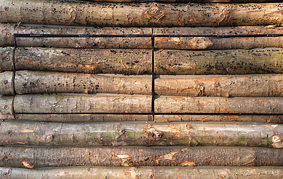 Tree Trunk