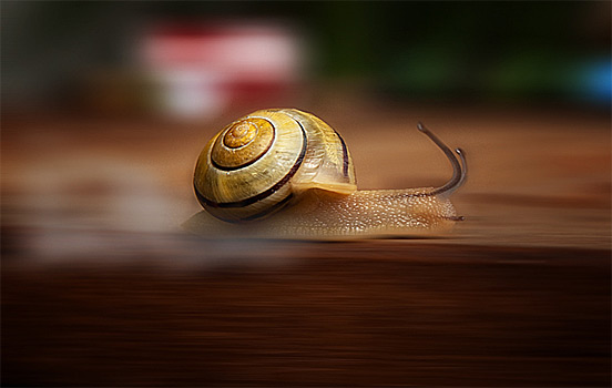 Animal