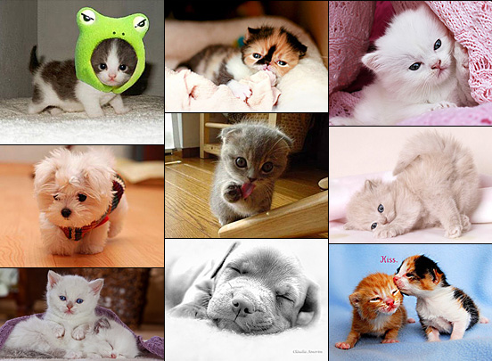 animals Cute Animals