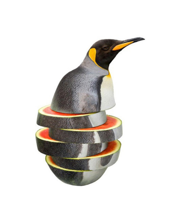 02-penguimelon3