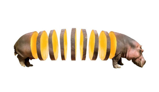 05-hippotato3