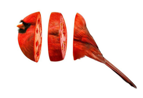 07-cardinato3