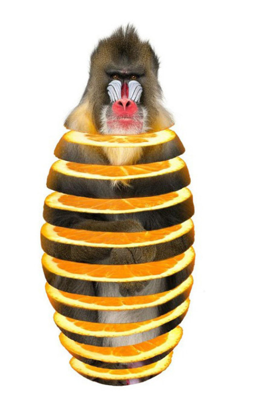 10-mandrill-orange3