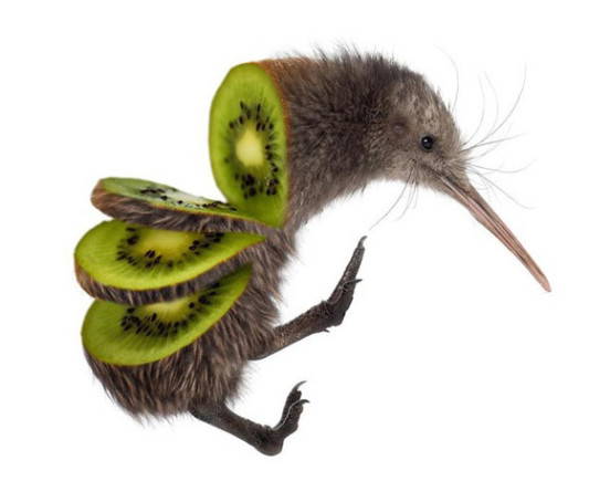 11-kiwi3