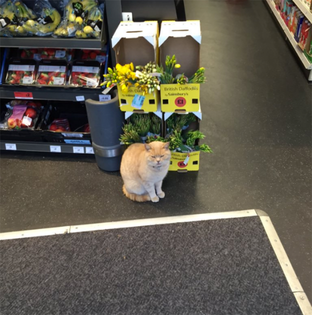 Olly the Cat Takes Over His Neighborhood Supermarket, Despite Store’s Objections