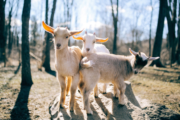 OMG You Won’t Believe What This Rescue Goat Finds Comfort Wearing!
