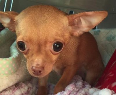 This Rescued Chihuahua Was Petrified Until One Woman Changed It All