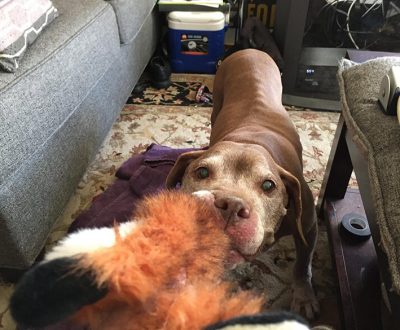 After Her Owner Died This Old Dog Was Left At A Shelter, But Then A Mysterious Man Showed Up On A Motorcycle