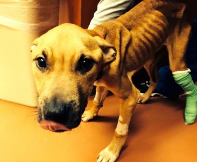 This Dog Was Starving, But Thanks To Kindness He Is Now Recovering