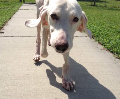 Shelter Staff Left Confused After Adopted Dog Returns Back For The 11th Time