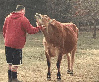 Calf’s Reaction After Watching The Owners Petting Their Dogs Is Incredible
