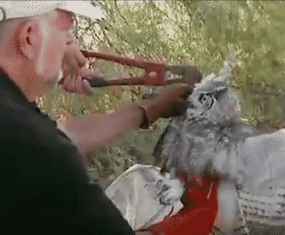 Owl Stuck In Barbed Wire Gets Help And Flies Away