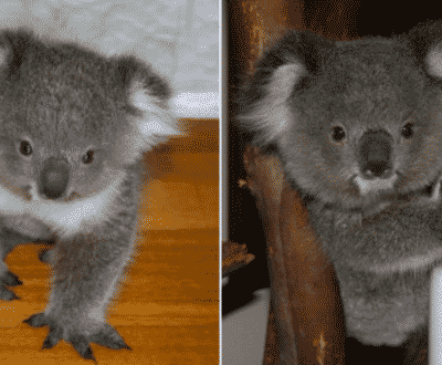 They Rescued A Koala 3 Years Ago. Now She Comes Back With A Rare Surprise