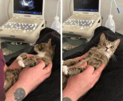 Cat’s Hilarious Reaction To Finding Out She’s Pregnant