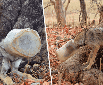 Mysterious Animal With Head Stucked In Jar Approaches Human for Help, When They Remove The Jar They Are Stunned