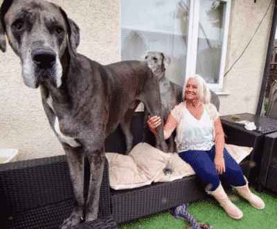 The World’s Largest Dog Freddy Who Is Over 7feet Still Cuddles His Owner Like A Small Puppy
