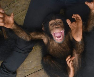 After Losing His Family, This Adorable Baby Chimp Finally Finds His Happiness In A Sanctuary
