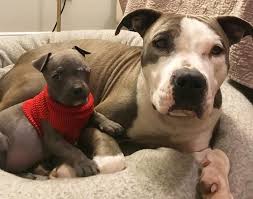 After Losing All Her Babies, Pitbull Adopts Orphaned Puppy, Toys, Socks, Basically Everything In The Shelter