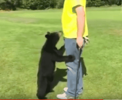 Everybody Left Speechless When A Wild Bear Cub Ran Towards A Golfer Just To Hug Him