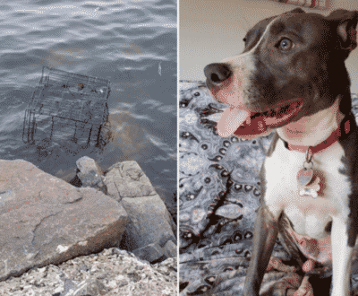 Pitbull Was Packed In A Cage And Thrown In A Lake In New Jersey, Rising Tide Saved His Life