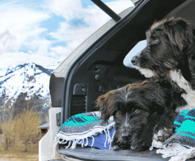 Man Rescues Two Abandoned Puppies From Desert, They Went On To Become The Best Road Dogs Ever