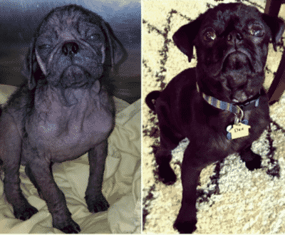 Hairless Pug Was Crying Alone On Street, Rescuers Made Him Look Like A Completely Different Dog Now