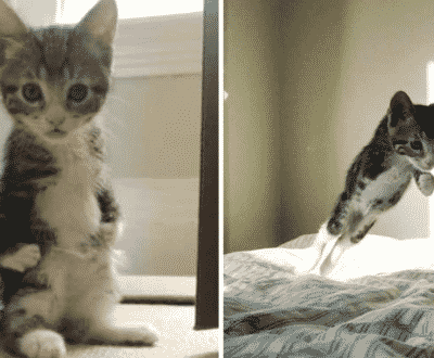Kanga Roo’ Kitten Was Born With A Disability, But This Couldn’t Stop Her From Hopping Into Everybody’s Hearts