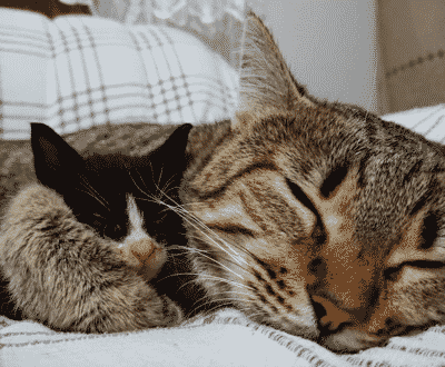 Orphaned Kittens Were Crying Because Of Their Loneliness, Sweet Cat Notices It And Immediately Adopts All Of Them