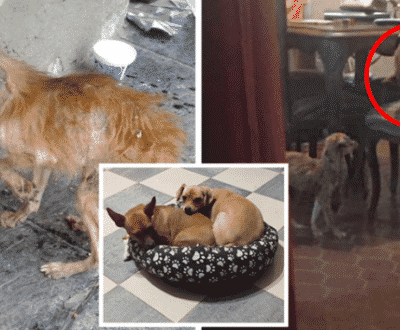 Sweet Dog Realizes His Family Saved The Life Of A Sick Stray Dog, Brings Food From Her Own Bowl To Share With Him