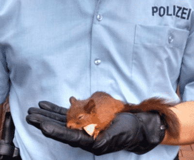 Cop Recieves A Bizarre Call From A Terrified Man Saying He Is Being Followed By A Baby Squirrel