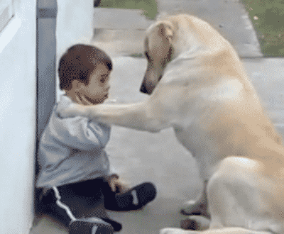 World’s Gentlest Labrador Approaches A Special Needs Toddler, Hugs Him And Lets Him Know He Is Indeed Special