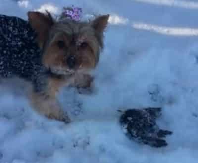 Smart Dog Saves A Life By Alerting Mom After Hearing Something Beneath Snow