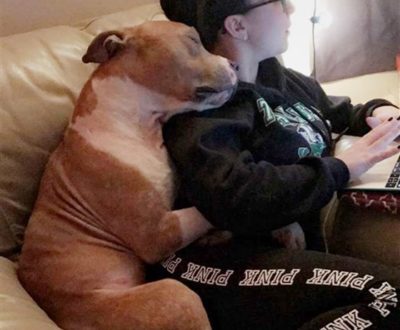 Pitbull Showers New Owner With Hugs And Can’t Stop Cuddling After Being Adopted