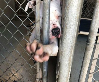 Pit Bull Left To Die Was Literally Reaching Out For Someone To Save His Life