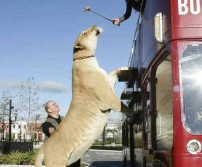 Macintosh HD:Users:brittanyloeffler:Downloads:Upwork:Enormous Animals:animal-size-comparison-26.jpg