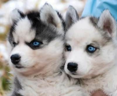 Macintosh HD:Users:brittanyloeffler:Downloads:Upwork:Dog Hybrids:Pomsky-puppies.jpg