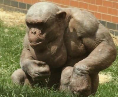Macintosh HD:Users:brittanyloeffler:Downloads:Upwork:Muscular Animals:Muscular-Chimp-768x432.jpg