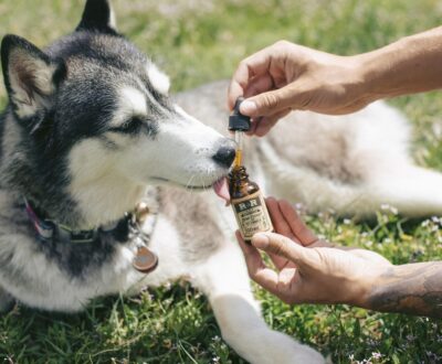 7 Facts About CBD Oil for Dogs