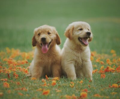 Improper Dental Care Leads To Periodontal Gum Disease In Dogs!