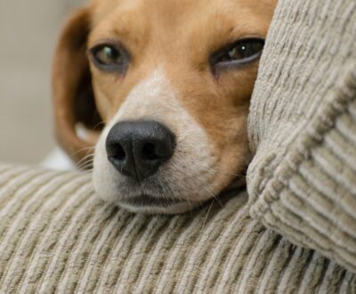 Ways To Keep Your Home And Pets Flea Free