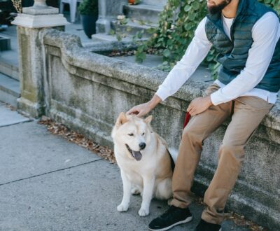 What Are The Essential Things That You Can Expect From A One-Year-Old Dog?