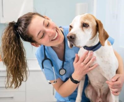 Why Infusion Therapy Is a Game-Changer in Veterinary Care